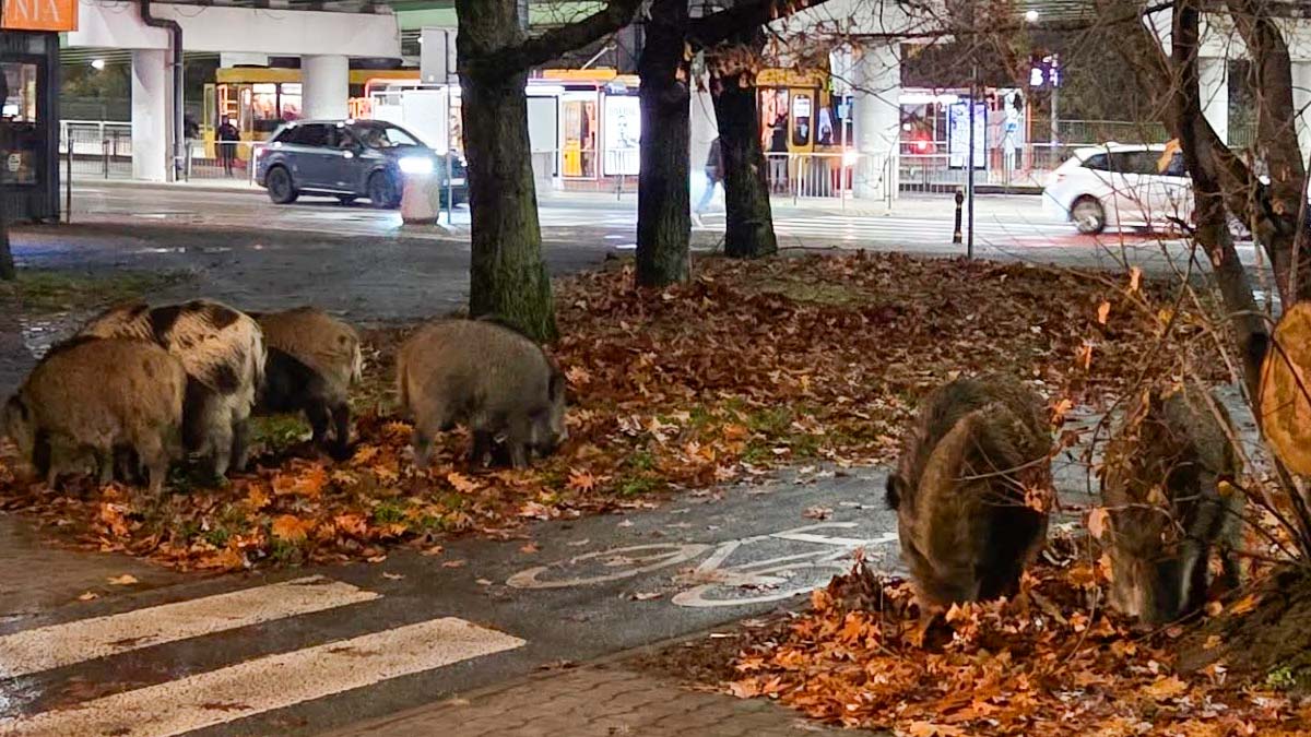 В Варшаве начался отстрел кабанов. Методы вызвали возмущения активистов, они требуют уголовного дела на охотников