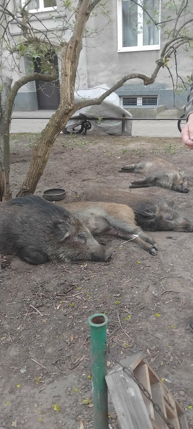 Дикие кабаны в Варшаве