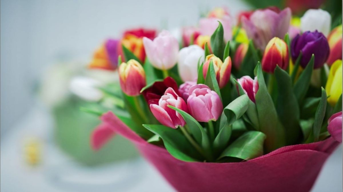tulipany3