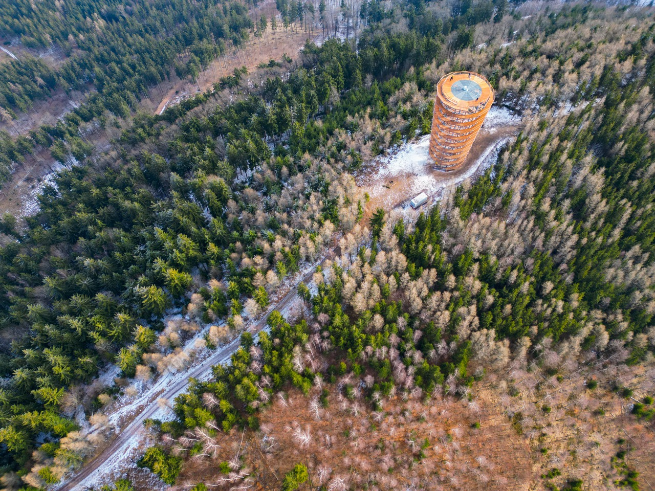 dzikowiec wielki2