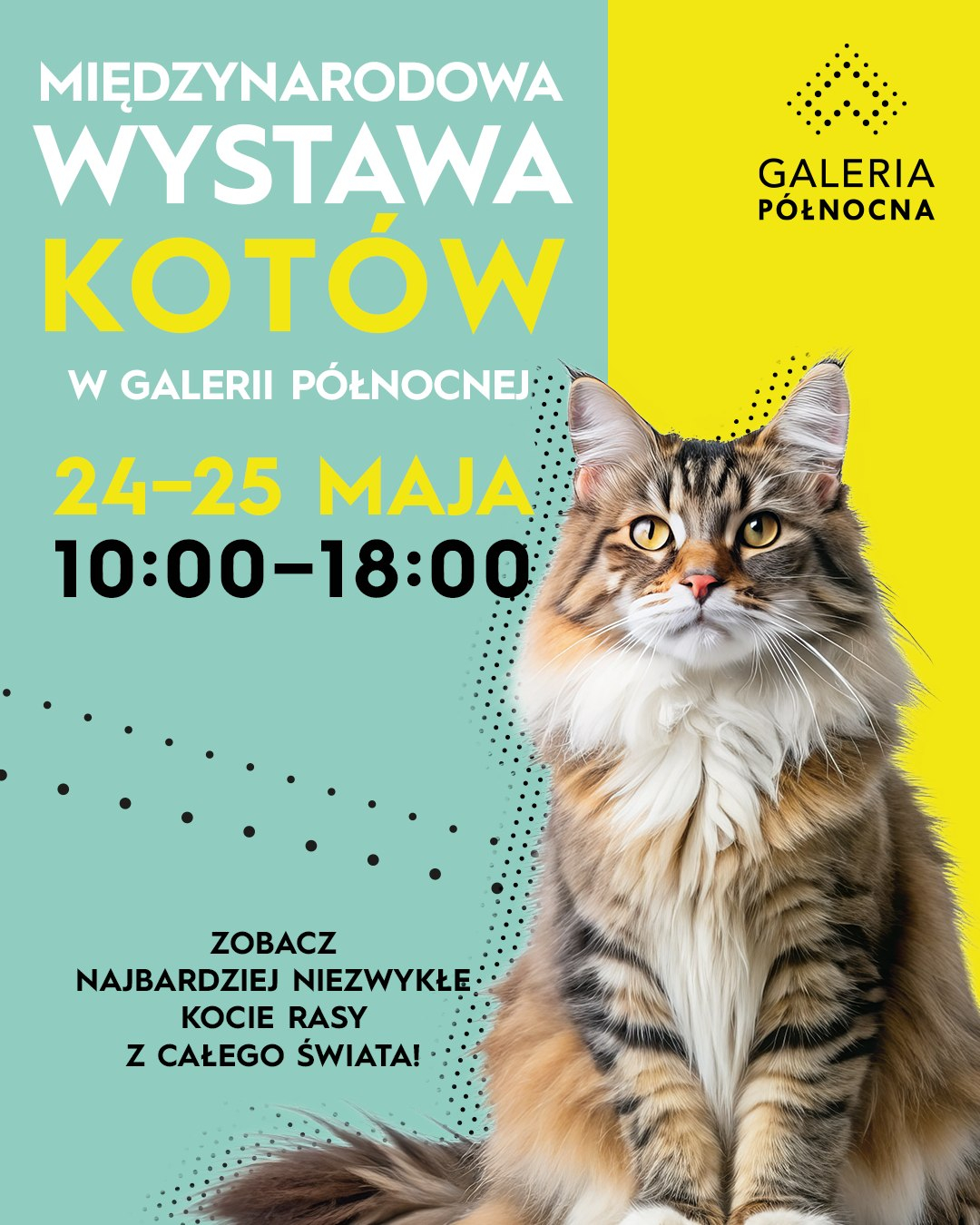 wystawa kotow