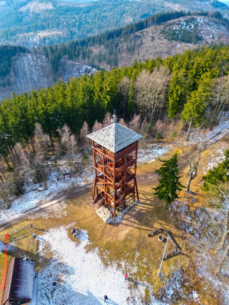 dzikowiec wielki5