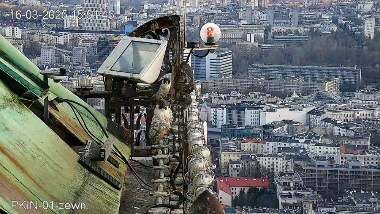 Соколы на Дворце Культуры и науки
